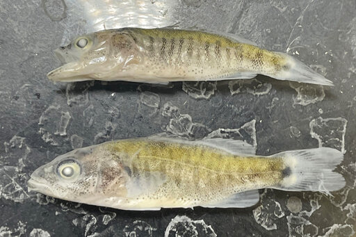 Biologists' fears confirmed on the lower Colorado River | The ...