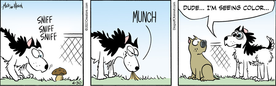 Dogs of C-Kennel for Apr 30, 2022