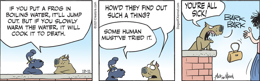 Dogs of C-Kennel for Dec 11, 2021