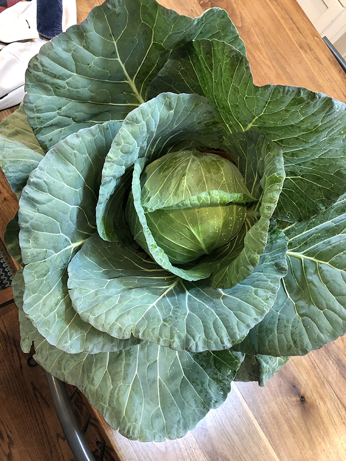 cabbage