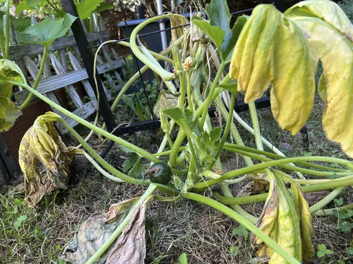 This July 31, 2023, image provided by Jessica Damiano shows a squash plant with yellow, wilted foliage — symptoms that present after both flood and drought — on Long Island in New York. Crops that have been touched by flood water should not be eaten. (Jessica Damiano via AP)