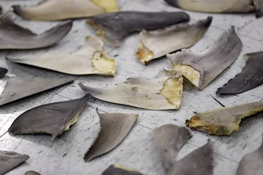 Confiscated shark fins are shown during a news conference, Thursday, Feb. 6, 2020, in Doral, Fla. A spate of recent criminal indictments highlights how U.S. companies, taking advantage of a patchwork of federal and state laws, are supplying a market for fins that activists say is as reprehensible as the now-illegal trade in elephant ivory once was. (AP Photo/Wilfredo Lee, File)