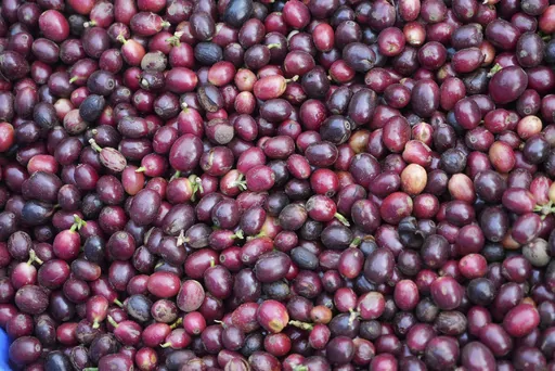 Coffee beans are seen in basket after being picked at a coffee farm in Dak Lak province, Vietnam, on Feb. 1, 2024. New European Union rules aimed at stopping deforestation are reordering supply chains. An expert said that there are going to be "winners and losers" since these rules require companies to provide detailed evidence showing that the coffee isn't linked to land where forests had been cleared. (AP Photo/Hau Dinh)