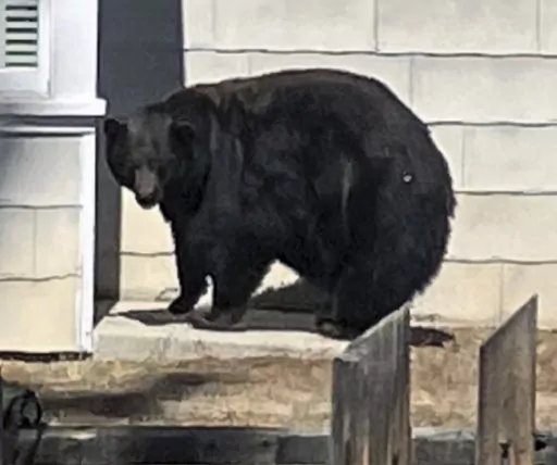 This undated photo provided by the California Department of Fish and Wildlife shows the South Lake Tahoe conflict bear 64F. California authorities have captured four suspects in multiple break-ins at homes around South Lake Tahoe, a mama bear and three of her cubs. The Department of Fish and Wildlife says DNA has confirmed the large female black bear and her three little accomplices were responsible for at least 21 instances of property damage since 2022. (California Department of Fish and Wildl