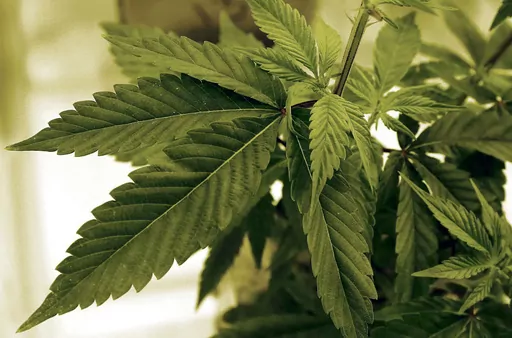 Marijuana plants grow at LifeLine Labs in Cottage Grove, Minn., June 17, 2015. At least two tribal nations are expected to open Minnesota’s first recreational marijuana dispensaries in August 2023, as recreational marijuana becomes legal to possess and grow in the state on Tuesday, Aug. 1. (AP Photo/Jim Mone, File)