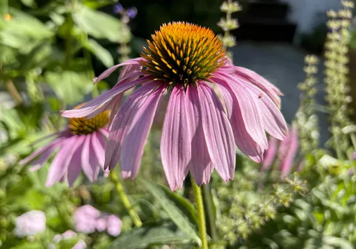 This July 28, 2023, photo provided by Jessica Damiano shows a purple coneflower (Echinacea purpurea) growing in a Long Island, New York, garden. The plants are heat- and drought-tolerant. (Jessica Damiano via AP)