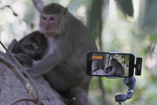 YouTuber Ium Daro, who started filming Angkor monkeys about three months ago, follows a mother and a baby along a dirt path with his iPhone held on a selfie stick near Bayon temple at Angkor Wat temple complex in Siem Reap province, Cambodia, Tuesday, April 2, 2024. The 41-year-old said he hadn't seen any monkeys physically abused, and that he didn't see a problem with what he and the others were doing to make a living. Cambodian authorities are investigating the abuse of monkeys at the famous A