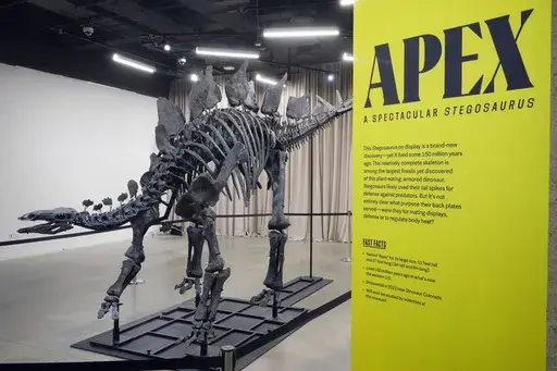 Apex, a 150-million year old Stegosaurus dinosaur fossil, that billionaire Kenneth C. Griffin bought for $44.6 million, is displayed at the American Museum of Natural History, in New York, Thursday, Dec. 5, 2024. (AP Photo/Richard Drew)