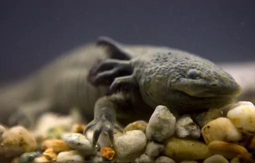 An Axolotl swims in a tank at the Chapultepec Zoo, in Mexico City, Sept. 27, 2008. Ecologists from Mexico's National Autonomous University relaunched a fundraising campaign Friday, Nov. 24, 2023, to bolster conservation efforts for the axolotls: an iconic, endangered, fish-like type of salamander. (AP Photo/Dario Lopez-Mills, File)