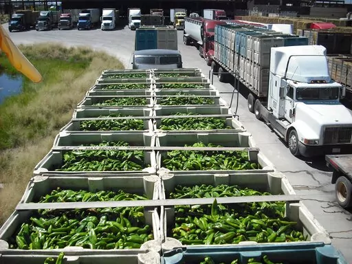 This 2021 image provided by U.S. Customs and Border Protection shows a truckload of green chiles waiting to be inspected at the port of entry at Columbus, N.M. Border authorities said Monday, Sept. 12, 2022, that they are assigning more agricultural specialists to the port to handle the increase in chile imports. (US Customs and Border Protection via AP)