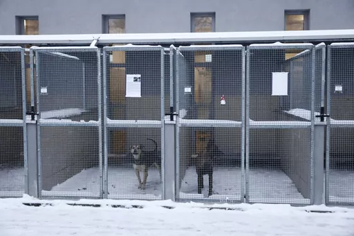 Two dogs wait to be adopted or temporarily fostered, in Krakow, Poland, on Sunday Jan. 7, 2024. The KTOZ Shelter for Homeless Animal on Friday sent out an urgent appeal to people to adopt or at least temporarily shelter some of its dogs until the dangerous cold spell passes. It didn't have room inside for all its 300 dogs and some where in pens outdoors. What it called "Operation Frost" was a huge success, with people arriving in droves, waiting in lines for hours and taking home 120 pups. (AP P
