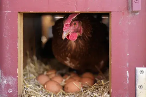 A Red Star hen, a hybrid breed that lays large brown eggs, stands on eggs inside her coop at Historic Wagner Farm, Friday, Feb. 7, 2025, in Glenview, Ill. (AP Photo/Erin Hooley, File)