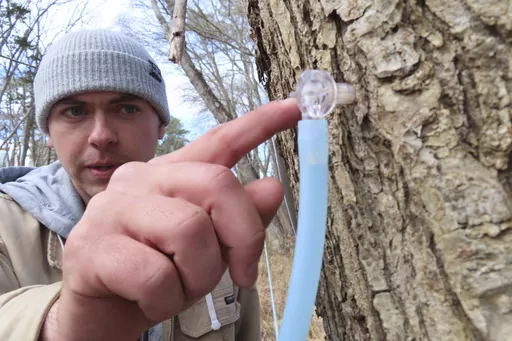 Ryan Hegarty, assistant director of Stockton University's Maple Project, toiches a tap he just placed into a red maple tree at the university's Galloway, N.J. campus on Feb. 21, 2024. The university is using a federal grant to examine the feasibility of establishing a maple syrup industry in southern New Jersey, where the predominant maple trees yield half as much sugar as those in New England, which produces most of the nation's syrup. (AP Photo/Wayne Parry)