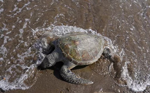 A dead green sea turtle washes up on the beach in the Khor Kalba Conservation Reserve, in the city of Kalba, on the east coast of the United Arab Emirates, Tuesday, Feb. 1, 2022. More than one in five species of reptiles worldwide, including the green sea turtle, are threatened with extinction, according to a comprehensive new assessment of thousands of species published Wednesday, April 27, 2022, in the journal Nature. (AP Photo/Kamran Jebreili, File)