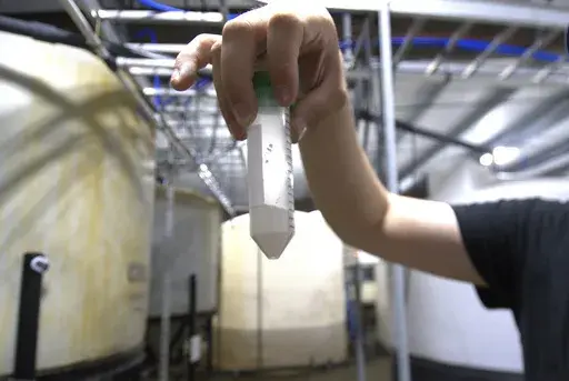 Dave Hoffman of West Virginia University's Water Research Institute holds up a vial of light rare earth oxides at a facility that separates them from acidic groundwater draining from an abandoned coal mine, June 25, 2024, in Mount Storm, W.Va. Researchers are finding that groundwater pouring out of this and other abandoned coal mines contains the rare earth elements and other valuable metals that are vital to making everything from electric vehicle motors to rechargeable batteries to fighter jet