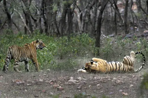 Tigers are visible at the Ranthambore National Park in Sawai Madhopur, India on April 12, 2015. (AP Photo/Satyajeet Singh Rathore, File)