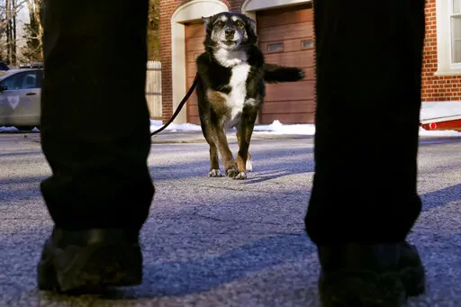 Ruby, a working K-9 for the Rhode Island State Police and former shelter dog, returns to her partner, state police Cpl. Daniel O'Neil, outside the barracks in North Kingstown, R.I., Wednesday, Feb. 16, 2022. The Australian shepherd and border collie mix will be featured in a Netflix movie titled "Rescued by Ruby", which chronicles the dog's life from being returned five times to a shelter as an uncontrollable pup to an eleven year veteran search and rescue K-9. (AP Photo/Charles Krupa)