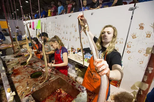 FILE -Sweetwater Jaycees clean and skinned rattlesnakes during 57th Sweetwater Jaycees World Largest Rattlesnake Round-up at the Nolan County Coliseum in Sweetwater Texas, March 14, 2015. Animal rights activists praised an annual rattlesnake roundup in south Georgia that recently changed the format of this month’s event to celebrate living snakes without skinning and butchering them. But no such changes are occurring at a huge rattlesnake roundup beginning this weekend, Saturday March 12, 2022