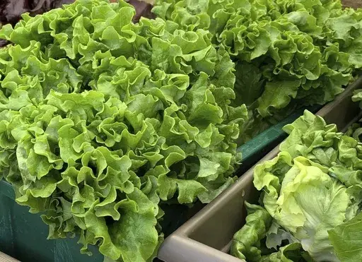 This undated image provided by Jessica Damiano shows a lettuce harvest on Long Island, N.Y. Most lettuce plants mature in 55-65 days, but because their seeds don’t germinate well in the heat, it’s best to start them indoors or buy starter plants at the nursery. (Jessica Damiano via AP)