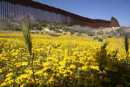 Bright yellow blooms carpet the ground, a sharp contrast to the imposing steel bollards of the border wall topped with rolls of razor wire as members of the California's Baja Rare conservation project lead a botanical expedition with botanists and citizen scientists to document native plants along the U.S.- Mexico border on Friday, April 19, 2024, in the Ejido Jacume in the Tecate Municipality of Baja Calif., Mexico. (AP Photo/Damian Dovarganes)