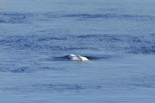 The Beluga whale swims in the lock of Notre Dame de la Garenne prior to be moved, in Saint-Pierre-la-Garenne, west of Paris, France, Tuesday, Aug. 9, 2022. French environmentalists are moving a dangerously think Beluga that had strayed into the Seine River last week to a salt-water river basin to try and save its life. Lamya Essemlali, president of Sea Shepherd France, said the ethereal white mammal measuring 4-meters will be transported to the salty water for "a period of care" by medics who su