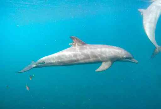 In this photo released by DolphinProject.com, Rocky with GPS tag attached swims at the Umah Lumba Rehabilitation, Release and Retirement Center in Banyuwedang Bay, West Bali, Indonesia Saturday, Sept. 3, 2022. Three bottlenose dolphins were released into the open sea in Indonesia Saturday after years of being confined for the amusement of tourists who would touch and swim with them. (DolphinProject.com via AP)