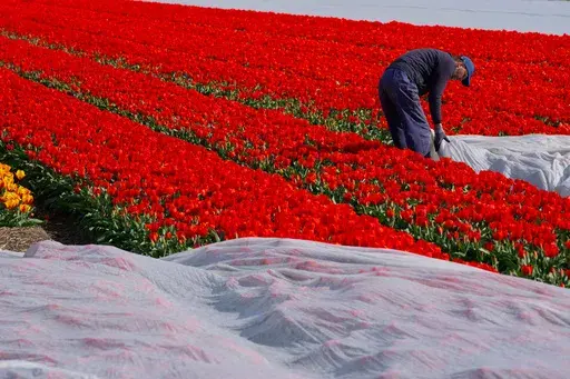 Farmers use acrylic cloth for insulation to grow tulips earlier in the season near Lisse, Netherlands, Wednesday, April 2, 2025. (AP Photo/Peter Dejong)