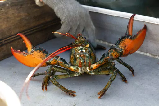 A lobster rears its claws after being caught off Spruce Head, Maine, Aug. 31, 2021. China is showing no signs of slowing its demand for American lobster this year despite disruption to the supply chain and international trade caused by the COVID-19 pandemic. The lobsters are especially sought after in winter because they are a popular delicacy on Chinese New Year, which is Feb. 1 this year.  (AP Photo/Robert F. Bukaty, File)