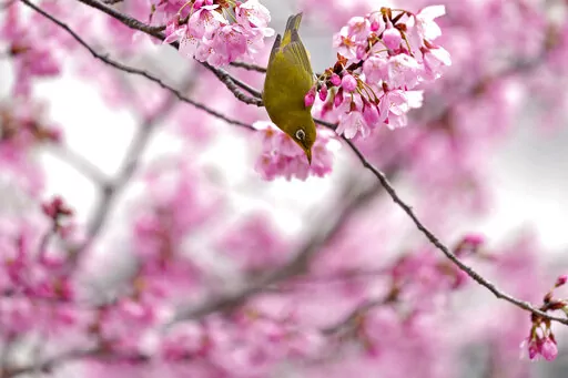 A Japanese white-eye, also known as Mejiro, drinks the nectar of a cherry blossom in Tokyo, Japan, Wednesday, March 23, 2022. People across Japan are celebrating the peak cherry blossom viewing season this week without COVID-19 restrictions in place for the first time in two years, but many people strolled under the trees to enjoy flowers and falling petals rather than drinking and eating at sit-down parties. (AP Photo/Shuji Kajiyama)
