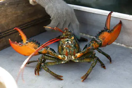 A lobster rears its claws after being caught off Spruce Head, Maine, Aug. 31, 2021. Environmental groups are once again at odds with politicians and fishermen in New England in the wake of a decision by high-end retail giant Whole Foods to stop selling Maine lobster. (AP Photo/Robert F. Bukaty, File)