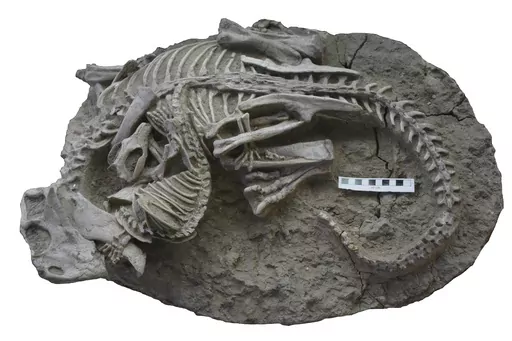 This image provided by the Canadian Museum of Nature shows entangled dinosaur and mammal skeletons. The scale bar equals 10 cm. The unusual fossil from China suggests some early mammals may have hunted down dinosaur meat for dinner. The fossil shows a badger-like creature chomping down on a beaky dinosaur three times its size. The research published on Tuesday, July 18, 2023, adds to growing evidence that even when dinosaurs ruled the Earth, some mammals were biting back. (Gang Han/Canadian Muse