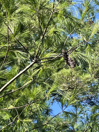 This Nov. 28, 2022, image provided by Vincent A. Simeone shows the cylindrical curved cones of an Eastern white pine (Pinus strobus) tree. (Vincent A. Simeone via AP)