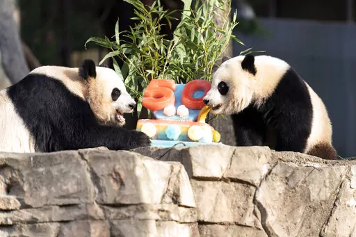 Giant pandas Mei Xiang, left and her cub Xiao Qi Ji eat a fruitsicle cake in celebration of the Smithsonian's National Zoo and Conservation Biology Institute, 50 years of achievement in the care, conservation, breeding and study of giant pandas at The Smithsonian's National Zoo in Washington, Saturday, April 16, 2022. (AP Photo/Jose Luis Magana)