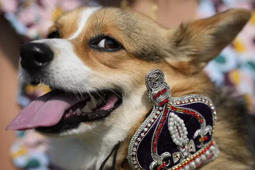 Maggi a Pembrokeshire Corgi with her owner takes part in a parade of corgi dogs in memory of the late Queen Elizabeth II, near Buckingham Palace in London, Sunday, Sept. 3, 2023. Royal fans and their pet corgis have gathered outside Buckingham Palace to remember Queen Elizabeth II a year on since the late monarch's death. Around 20 corgi enthusiasts dressed up their pets in crowns, tiaras and royal outfits and paraded them outside the palace in central London Sunday to pay tribute to Elizabeth, 