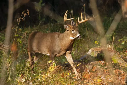A 10-point white-tailed deer walks through the woods in Freeport, Maine, on Nov. 10, 2015. Wildlife agencies are finding elevated levels of PFAS chemicals, also called "forever chemicals," in game animals such as deer, prompting new restrictions on hunting and fishing in some parts of the country. (AP Photo/Robert F. Bukaty, File)