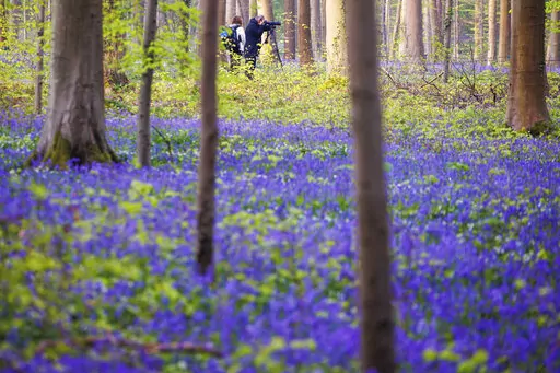 The famed bluebells are in bloom again in the Hallerbos forest south of Brussel, Belgium, on Tuesday, April 19, 2022. For the first time since the pandemic struck over two years ago, the woods featuring violet blue carpets of wild Hyacinths are packed with tourists again. (AP Photo/Olivier Matthys)