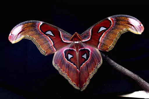 This photo 2022 photo provided by Samuel Timothy Fabian shows an Atlas Moth (Attacus lorquinii) used to test the interaction of flying insects with artificial light is photographed at Imperial College London. Many scientists have long assumed that moths and other flying insects were simply drawn to bright lights. But a new study suggests, rather than being attracted to light, researchers believe that artificial lights at night may actually scramble flying insects’ innate navigational systems. 