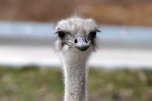 This image provided by the Topeka Zoo shows Karen, an ostrich at the Topeka Zoo in Topeka, Kan. The 5-year-old ostrich was euthanized on Thursday, April 18, 2024, after grabbing and swallowing a zoo staff member's keys. Zoo staff sought help from experts around the U.S. but were unsuccessful in saving the ostrich, according to a social media post from the zoo. (Brea Schmidt/Topeka Zoo via AP)