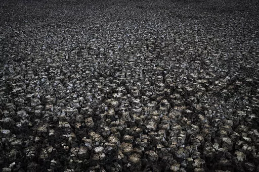 Cracks in the mud are visible in a dry wetland in Doñana natural park, southwest Spain, Wednesday, Oct. 19, 2022. Farming and tourism had already drained the aquifer feeding Doñana. Then climate change hit Spain with record-high temperatures and a prolonged drought this year. (AP Photo/Bernat Armangue)