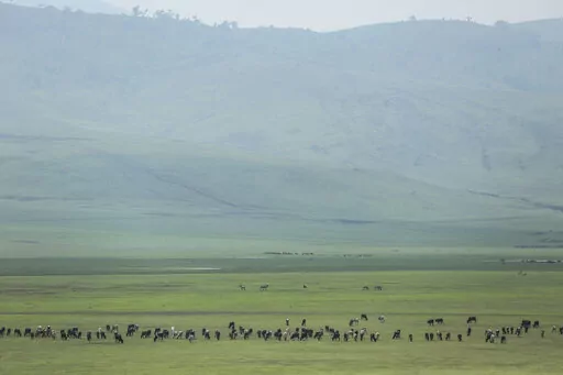 Cattle belonging to Maasai ethnic group graze in the highlands of Ngorongoro Conservation Area, west of Arusha, northern Tanzania on Jan. 17, 2015. The Tanzanian government is seizing livestock from Indigenous Maasai herders in the Ngorongoro Conservation Area in its latest attempt to clear way for tourism and trophy hunting, a report released Thursday, Jan. 26, 2023, said. (AP Photo/Mosa'ab Elshamy, File)