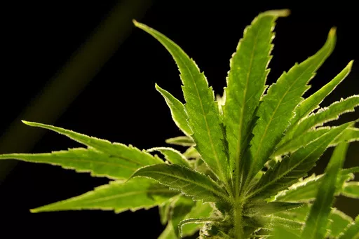 A marijuana plant is visible at a medical marijuana dispensary in Egg Harbor Township, N.J., March 22, 2019 The Biden administration's move to reclassify marijuana as a less dangerous but still illegal drug was hailed as a monumental step in reshaping national policy. But it appears it would do little to ease a longstanding problem in the industry, a lack of loans and banking services other businesses take for granted. (AP Photo/Julio Cortez, File)